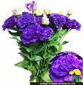 Eustoma Voyage blue